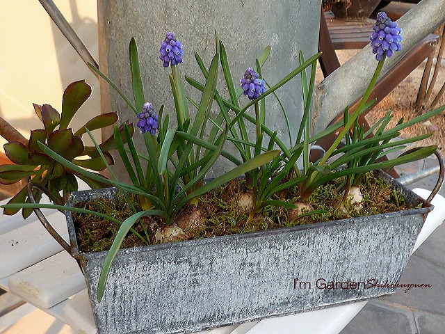 停止中 I M Garden ダイアリー ムスカリの芽出し球根