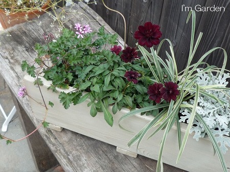 寄せ植え1.jpg