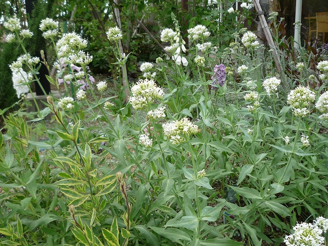 停止中 I M Garden ダイアリー セントランサスの花